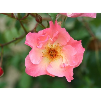 Climbing Rose Summer Wine
